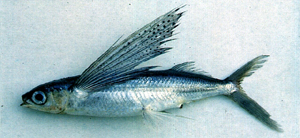 Cheilopogon atrisignis紅斑鬚唇飛魚
