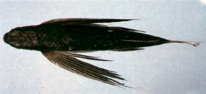 Prognichthys brevipinnis短鰭原飛魚