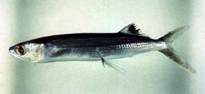 Cheilopogon cyanopterus黑鰭鬚唇飛魚