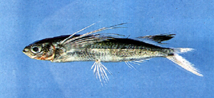 Parexocoetus brachypterus短鰭擬飛魚