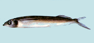 Oxyporhamphus micropterus micropterus白鰭飛鱵