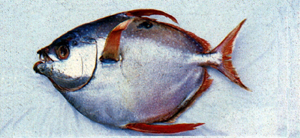 Lampris guttatus斑點月魚
