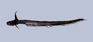Ateleopus japonicus日本軟腕魚