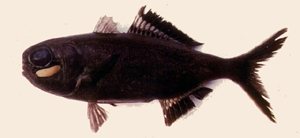 Anomalops katoptron燈眼魚