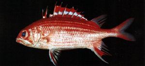 Sargocentron ittodai銀帶棘鱗魚