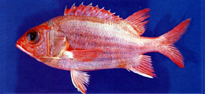 Sargocentron tiere赤鰭棘鱗魚