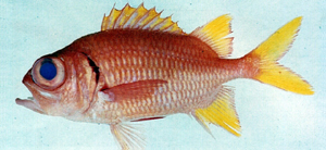 Myripristis chryseres黃鰭鋸鱗魚