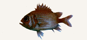 Ostichthys sheni沈氏骨鱗魚