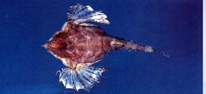 Eurypegasus draconis寬海蛾魚