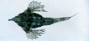 Pegasus laternarius海蛾魚