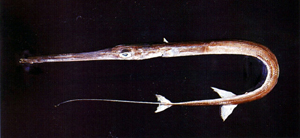 Fistularia petimba鱗馬鞭魚