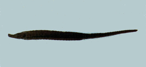 Choeroichthys sculptus彫紋豬海龍