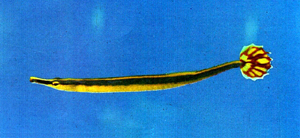 Doryrhamphus excisus藍帶矛吻海龍