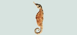 Hippocampus trimaculatus三斑海馬