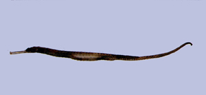 Solegnathus hardwickii哈氏刀海龍