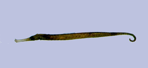 Syngnathoides biaculeatus雙棘擬海龍