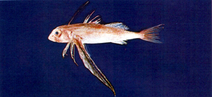 Dactyloptena peterseni皮氏飛角魚