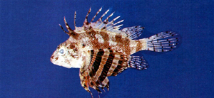 Dendrochirus bellus赤斑短鰭簑鮋