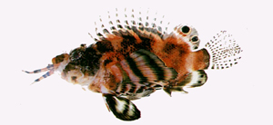 Dendrochirus biocellatus雙眼斑短鰭簑鮋