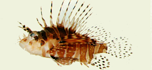 Dendrochirus zebra斑馬短鰭簑鮋