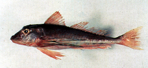 Chelidonichthys kumu黑角魚