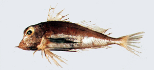 Lepidotrigla abyssalis深海鱗角魚