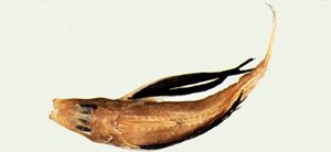 Lepidotrigla japonica日本鱗角魚