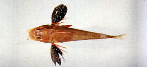 Lepidotrigla punctipectoralis臂斑鱗角魚