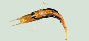 Pterygotrigla macrorhynchus長吻棘角魚