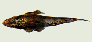 Cociella crocodila點斑鱷牛尾魚