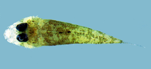 Onigocia macrolepis大鱗牛尾魚