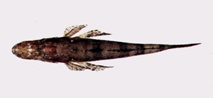 Ratabulus megacephalus犬齒牛尾魚