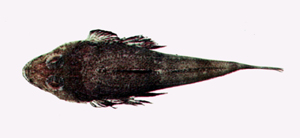 Sorsogona tuberculata突粒眶棘牛尾魚