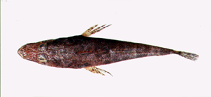 Thysanophrys longirostris長吻多棘牛尾魚