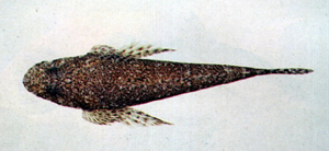 Sunagocia arenicola沙地蘇納牛尾魚