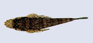 Thysanophrys chiltonae窄眶多棘牛尾魚