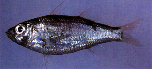 Acropoma japonicum日本發光鯛