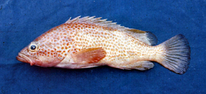 Epinephelus akaara赤點石斑魚