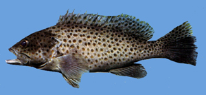Epinephelus bleekeri布氏石斑魚