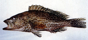Epinephelus chlorostigma密點石斑魚