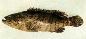 Epinephelus coioides點帶石斑魚