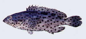 Epinephelus corallicola黑駁石斑魚