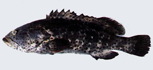 Epinephelus malabaricus瑪拉巴石斑魚