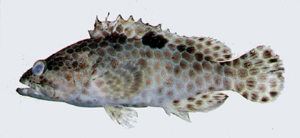 Epinephelus melanostigma黑點石斑魚