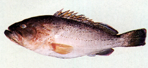 Epinephelus poecilonotus琉璃石斑魚