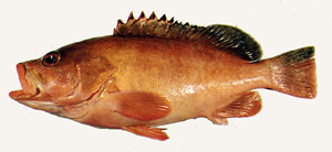Epinephelus retouti雷拖氏石斑魚