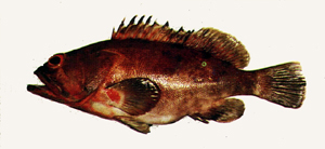 Epinephelus rivulatus霜點石斑魚
