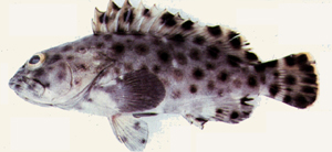 Epinephelus tauvina鱸滑石斑魚