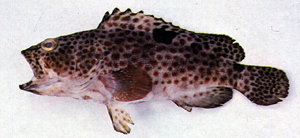 Epinephelus trimaculatus三斑石斑魚
