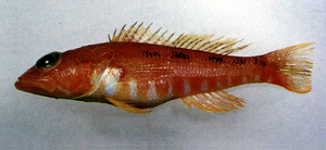 Chelidoperca pleurospilus側斑赤鮨